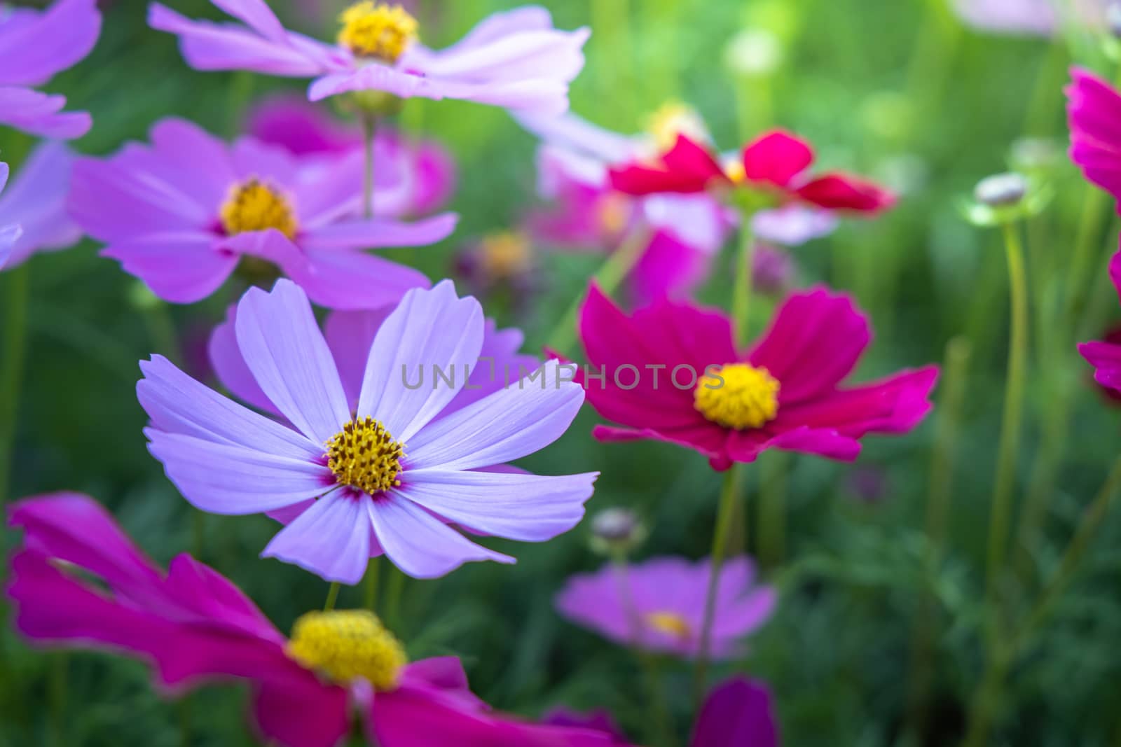  Beautiful Cosmos flowers in garden. Nature background.