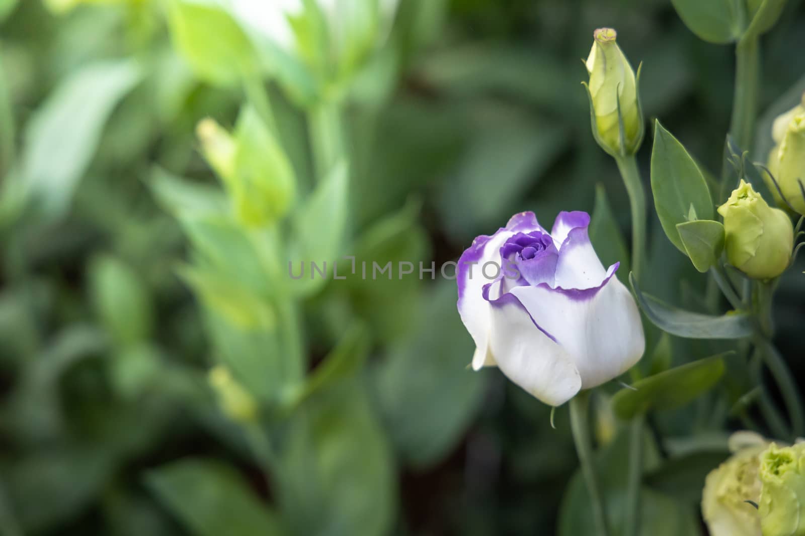 The background image of the colorful flowers, background nature