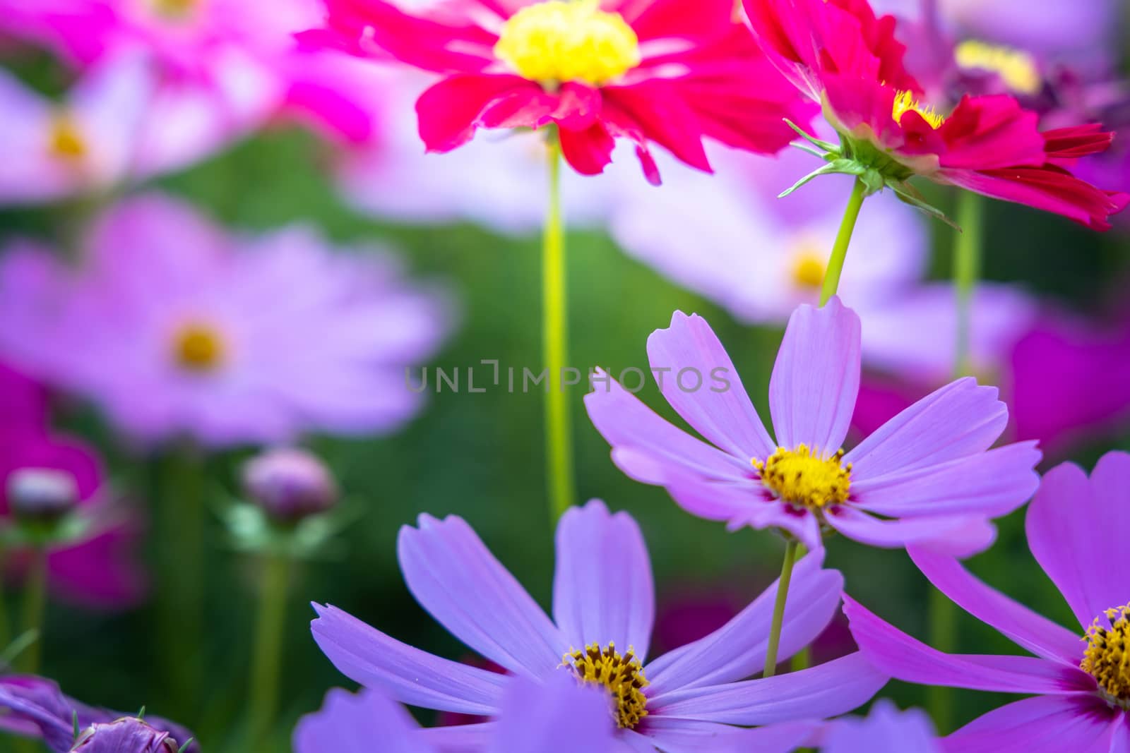  Beautiful Cosmos flowers in garden. Nature background.