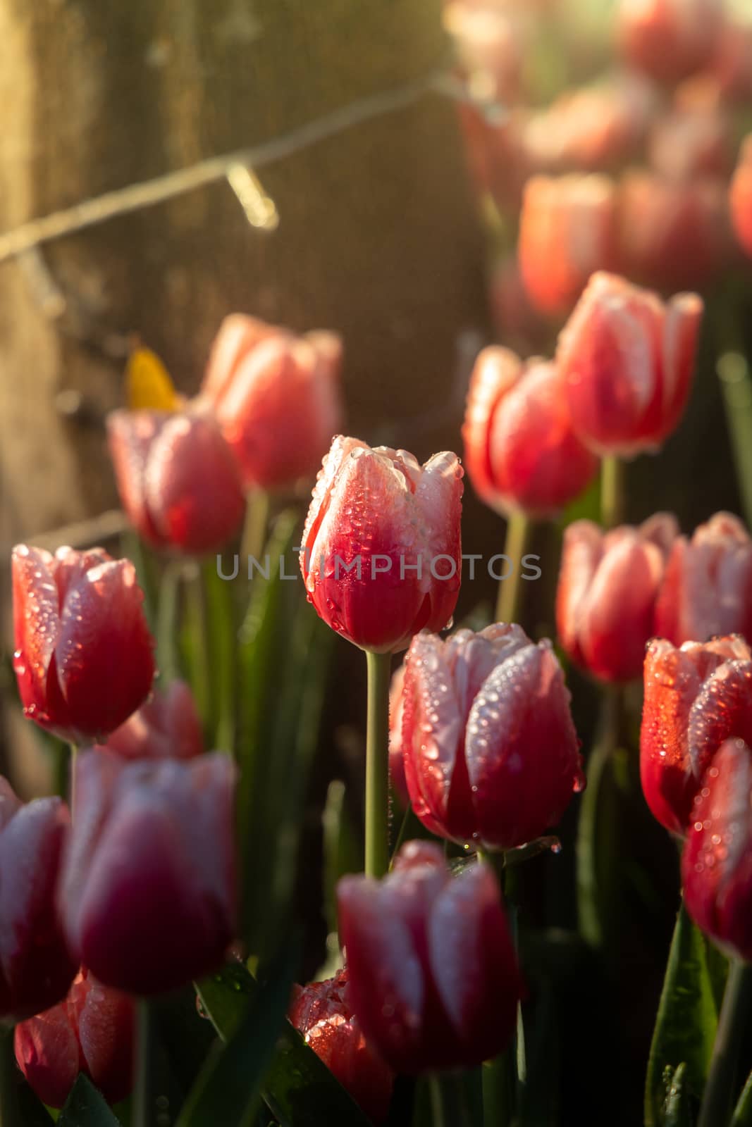 Beautiful bouquet of tulips. colorful tulips. nature background