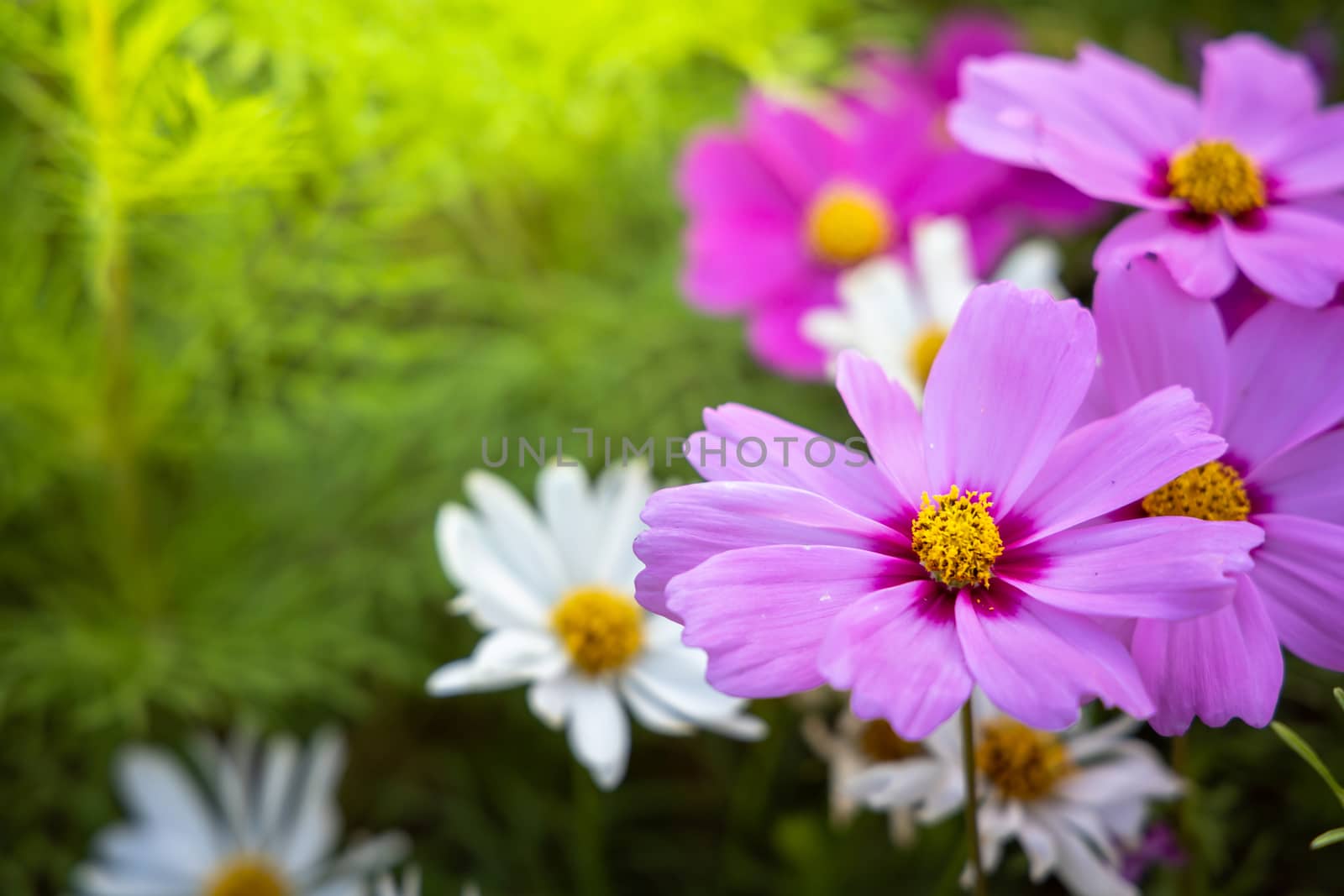  Beautiful Cosmos flowers in garden. Nature background.