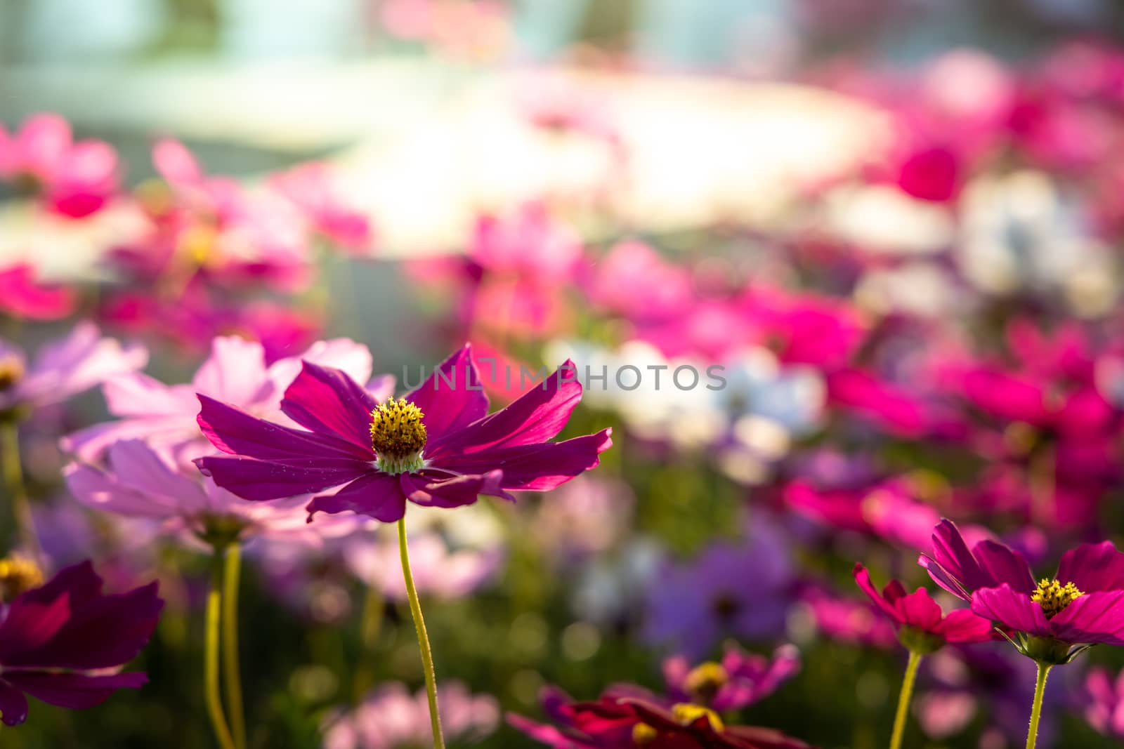  Beautiful Cosmos flowers in garden. Nature background.