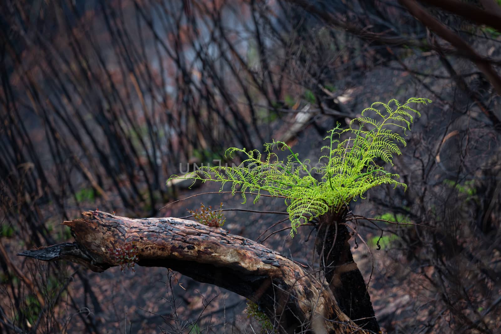 A tree fern flourishes after bush ires in Australia by lovleah