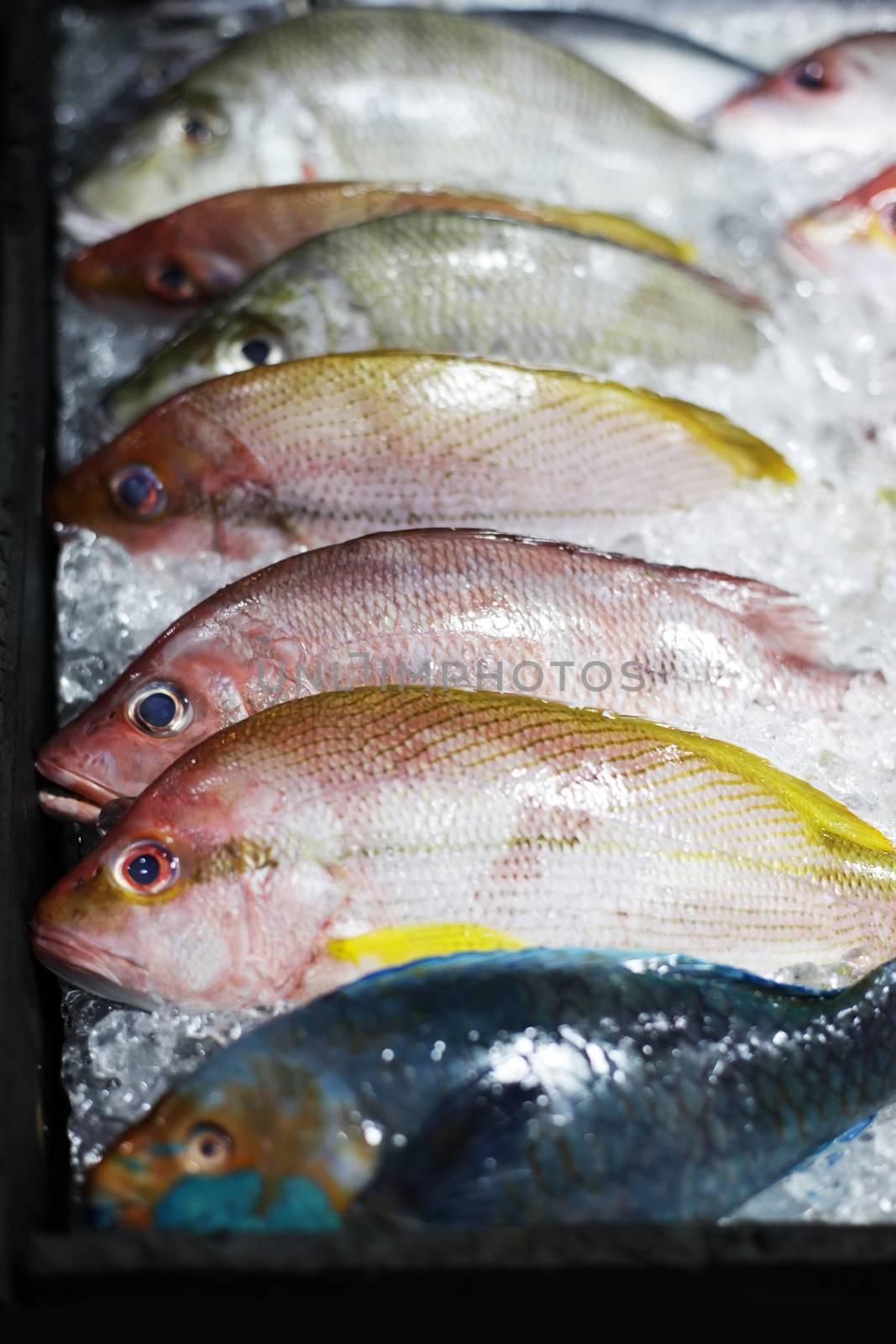 Fresh fish in ice at the market by friday