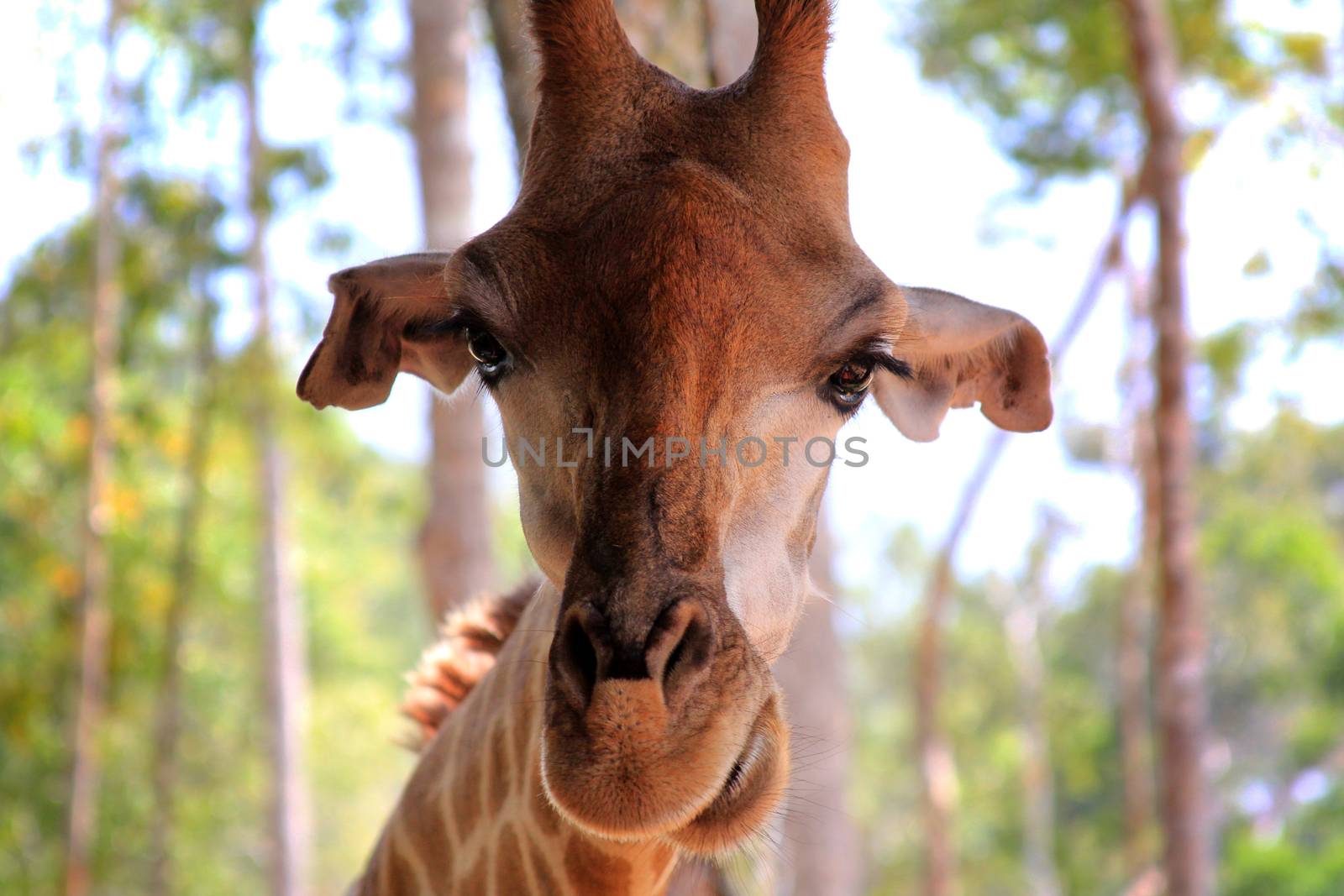 Close-up of a giraffe by friday