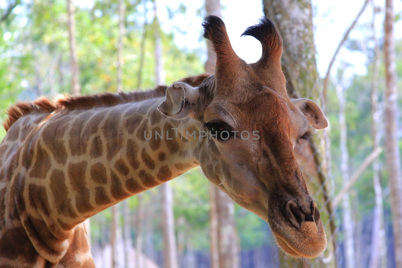 Close-up of a giraffe