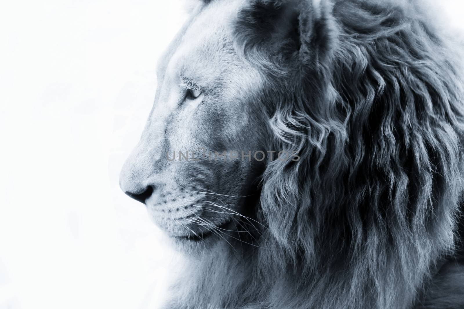Portrait of a lion close-up