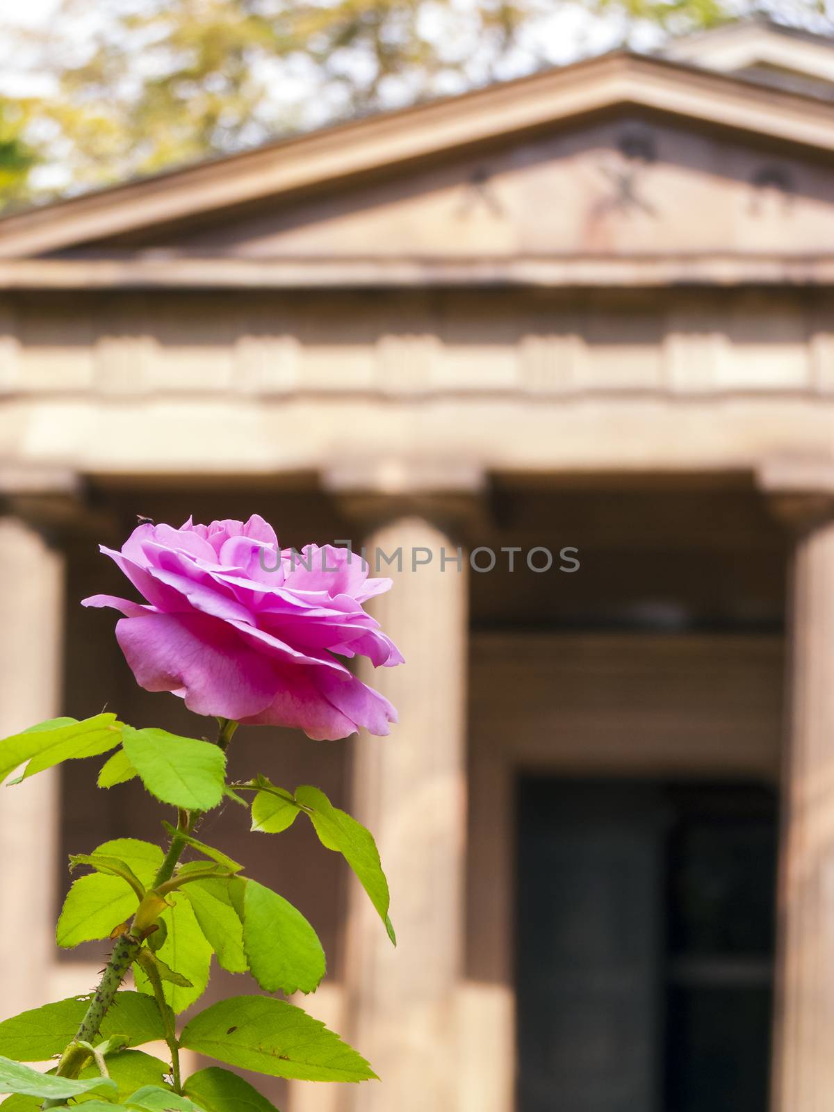 Rose close-up in front of the Mausoleum in the castle garden Charlottenburg by ankarb