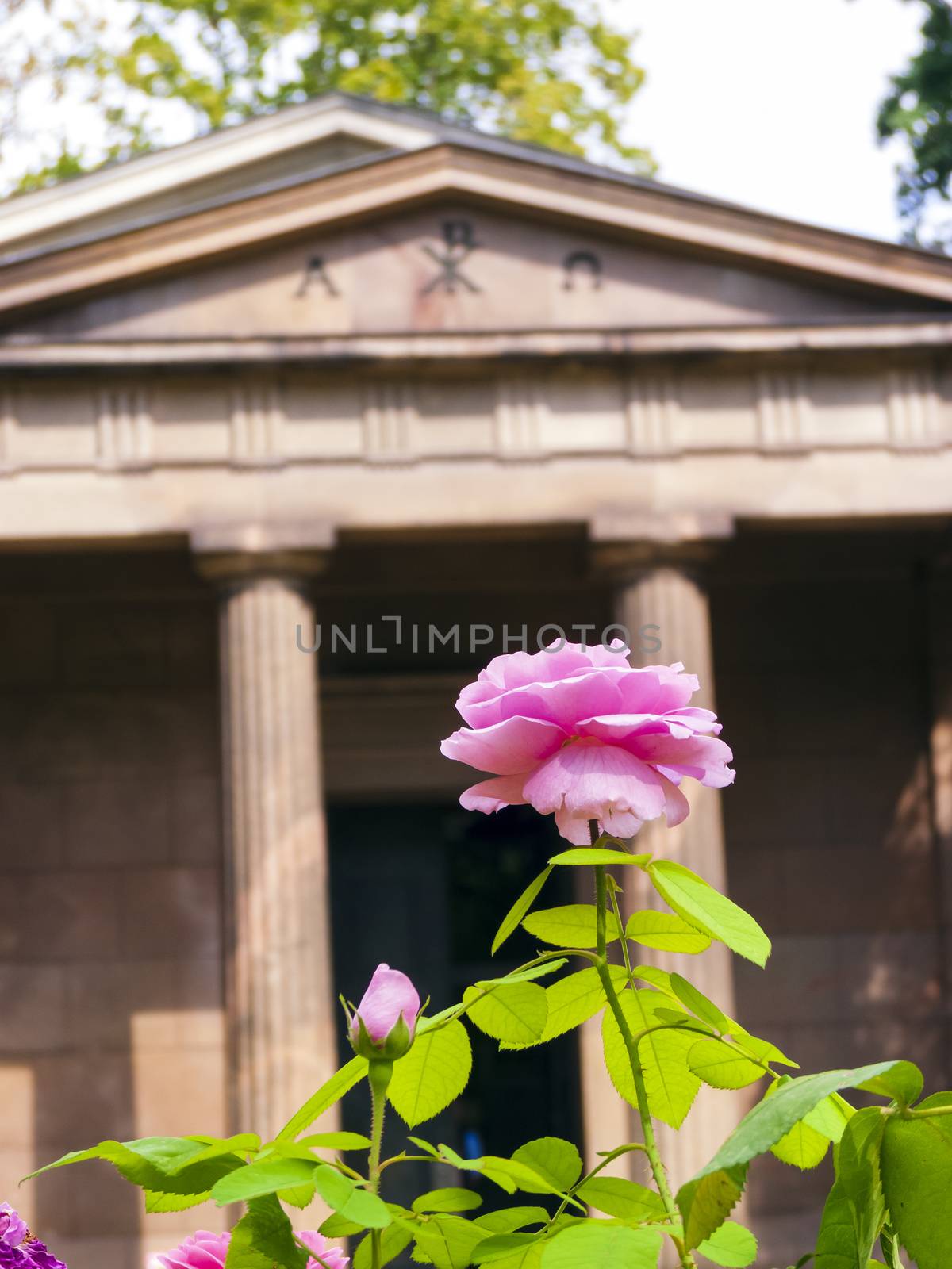 Rose close-up in front of the Mausoleum in the castle garden Charlottenburg by ankarb