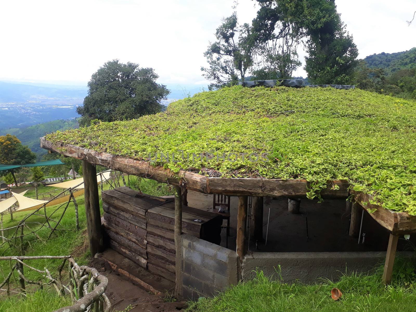 Environment friendly green roof on a timber or wooden building. Sustainable construction in developing countries like Guatemala, Central America. Hobbitanango.
