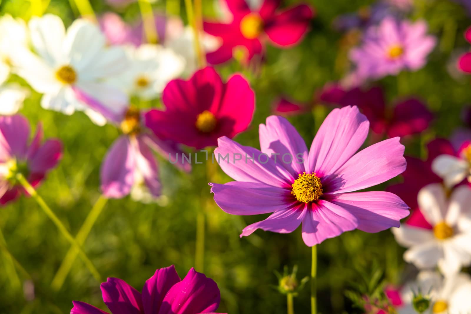  Beautiful Cosmos flowers in garden. Nature background.