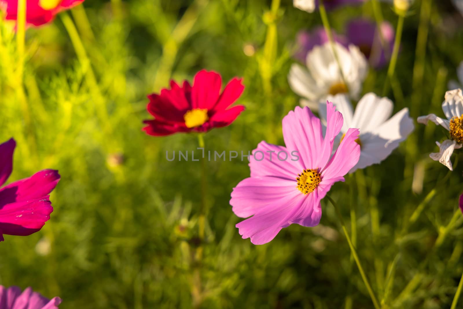  Beautiful Cosmos flowers in garden. Nature background.