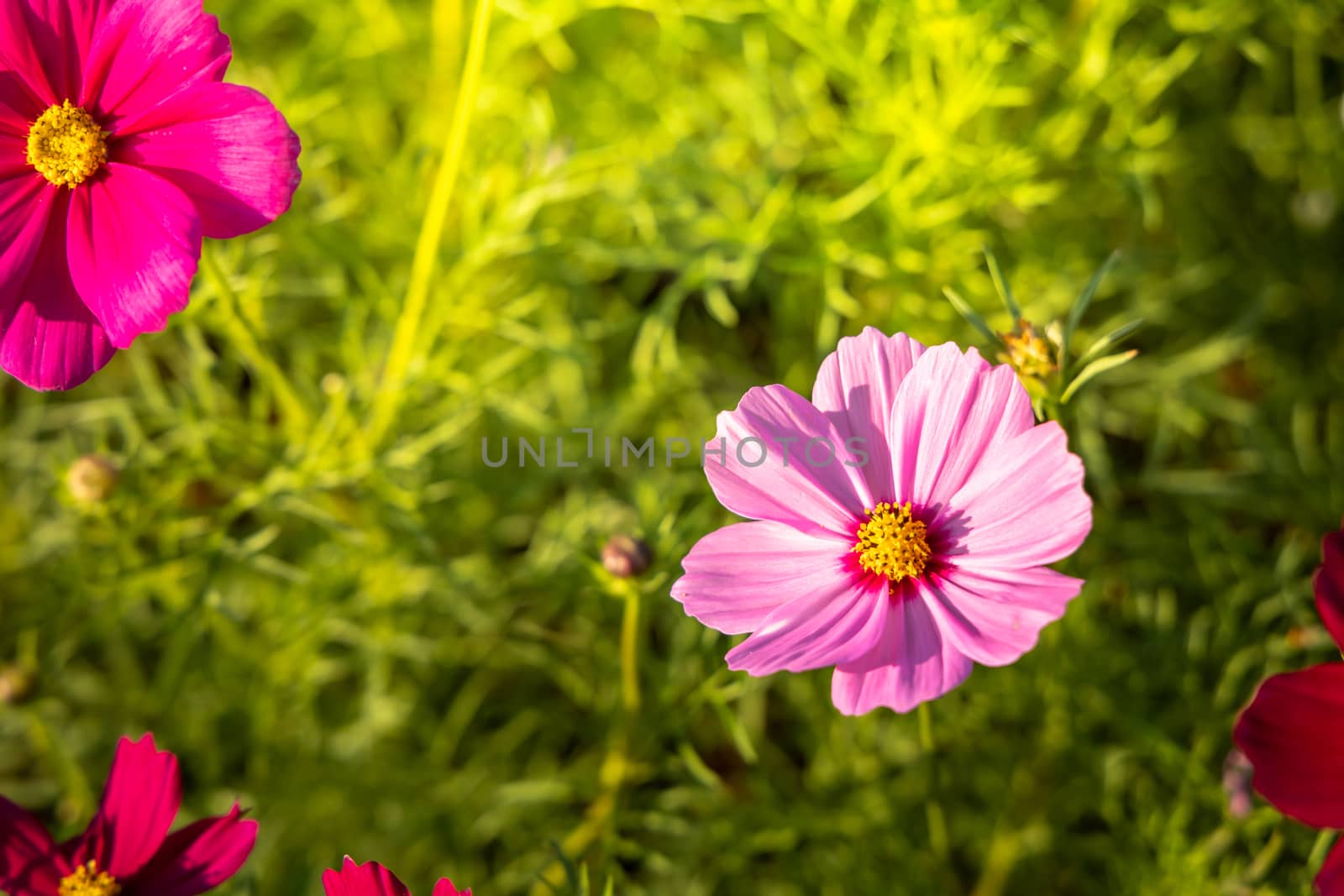  Beautiful Cosmos flowers in garden. Nature background.