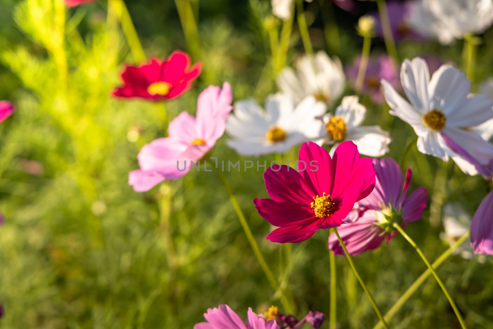  Beautiful Cosmos flowers in garden. Nature background.