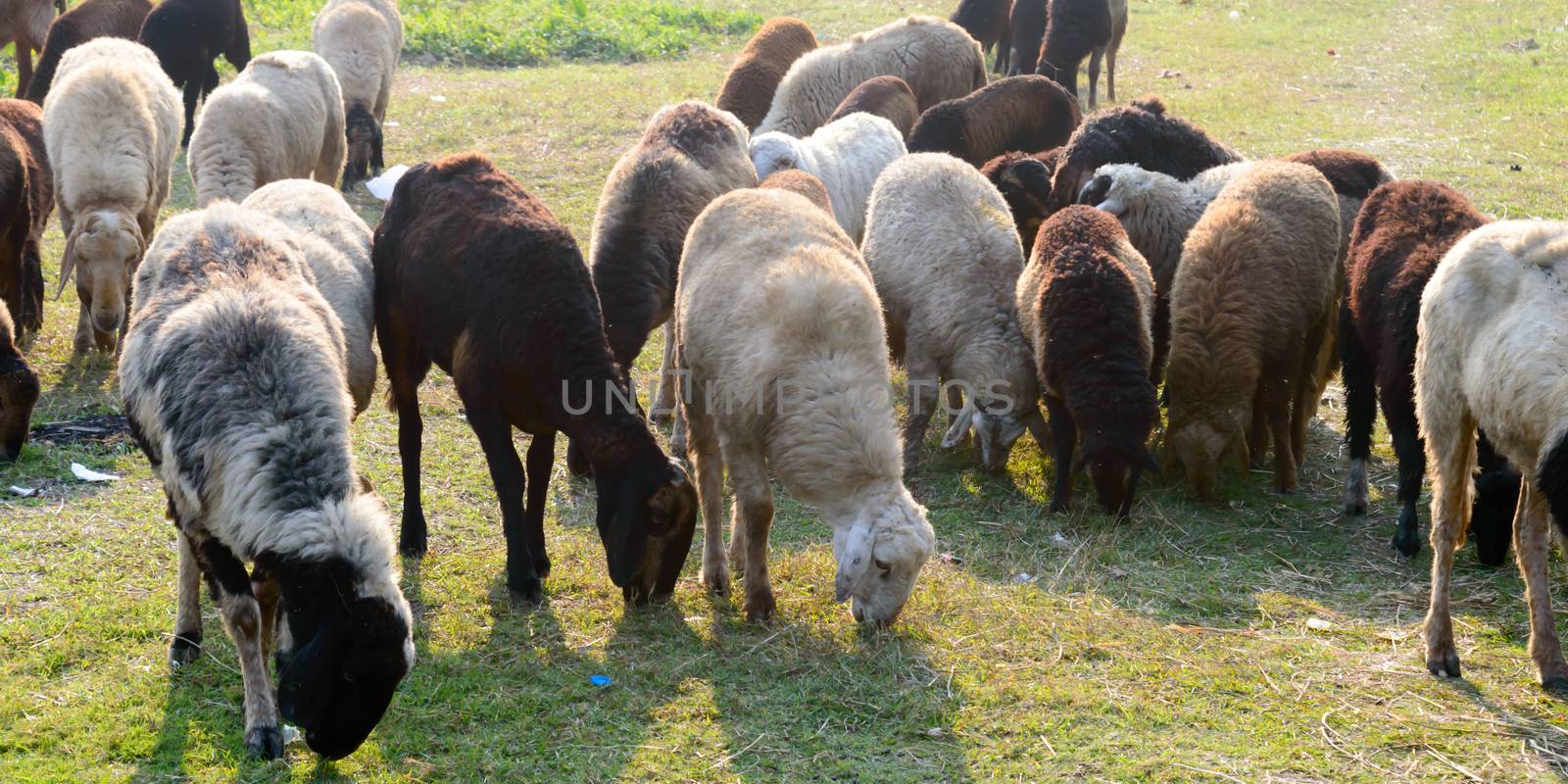 Flock of Domestic Sheep, Ewe, Lamb, Ram (Ovis aries species genus) grazing in a sheep farm in Summer Sunset. Typically livestock ruminant mammals. Artiodactyla family. Dairy cattle Background theme.