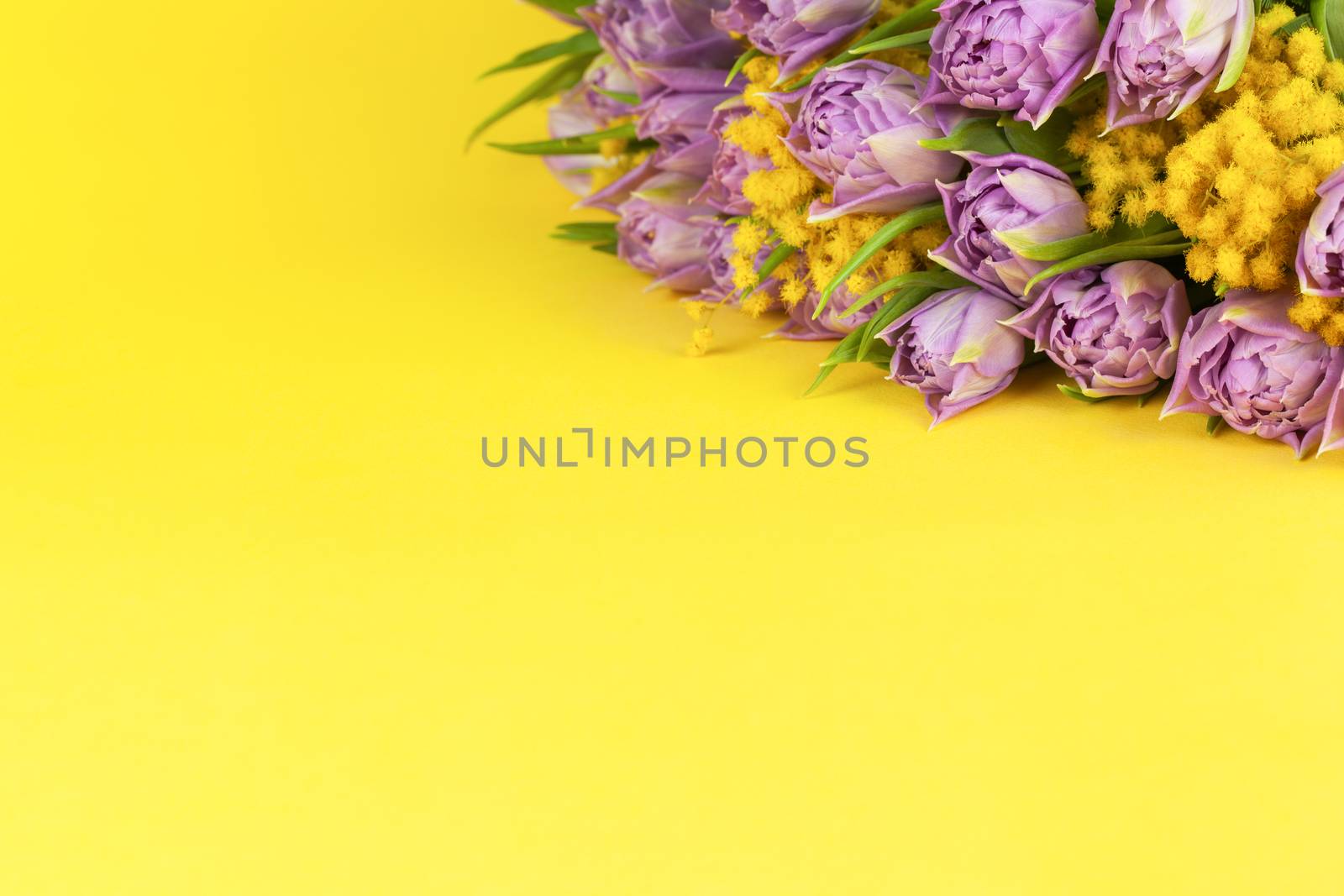 Bouquet of lilac tulips and yellow mimosas on yellow background, copy space, side view, closeup. March 8, February 14, birthday, Valentine's, Mother's, Women's day celebration, spring concept.