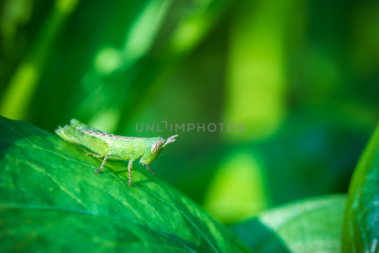 Grasshopper on green leaf in organic farm. by SaitanSainam
