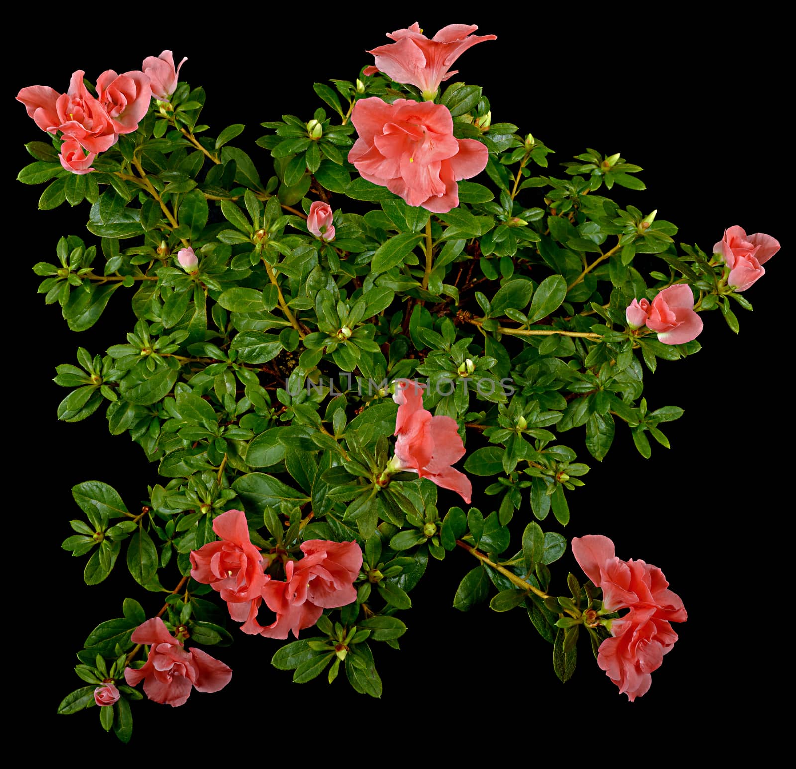Pink unveiled flowers and azalia buds with green and fluffy leaves on a black background.