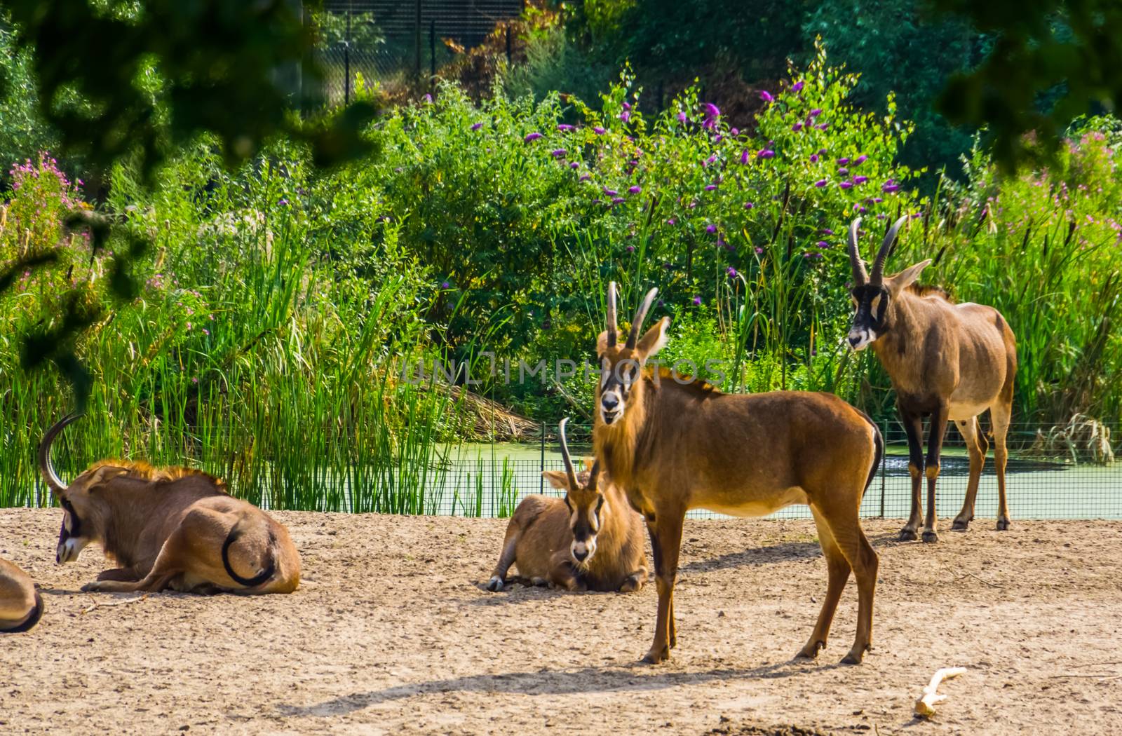 roan antelope herd together, tropical animal specie from the savanna of africa by charlottebleijenberg
