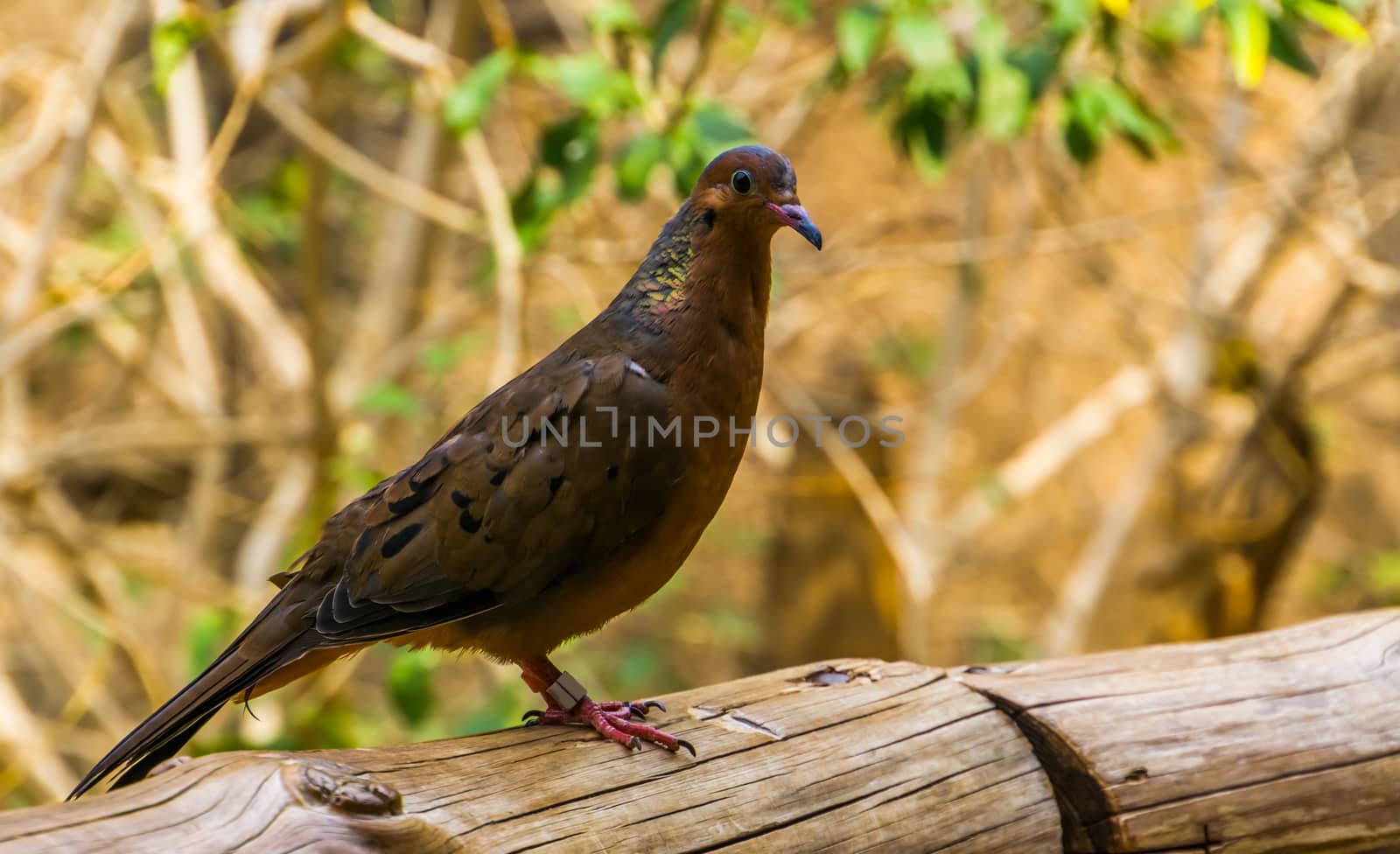 portrait of a socorro dove, Extinct in the wild, tropical pigeon that used to live on socorro island, Mexico