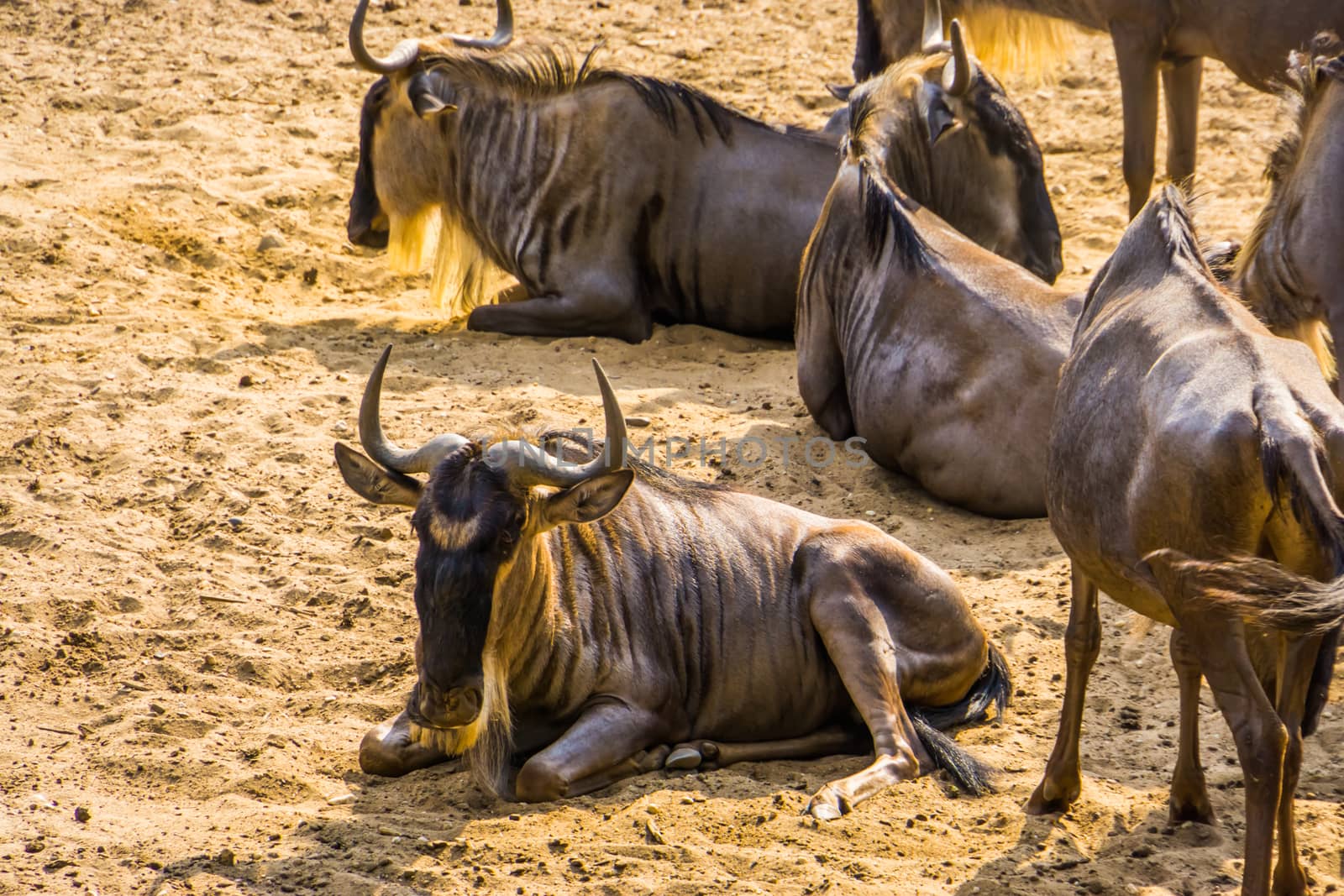 closeup of a white bearded wildebeest sitting in the sand together with the herd, tropical antelope specie from Africa