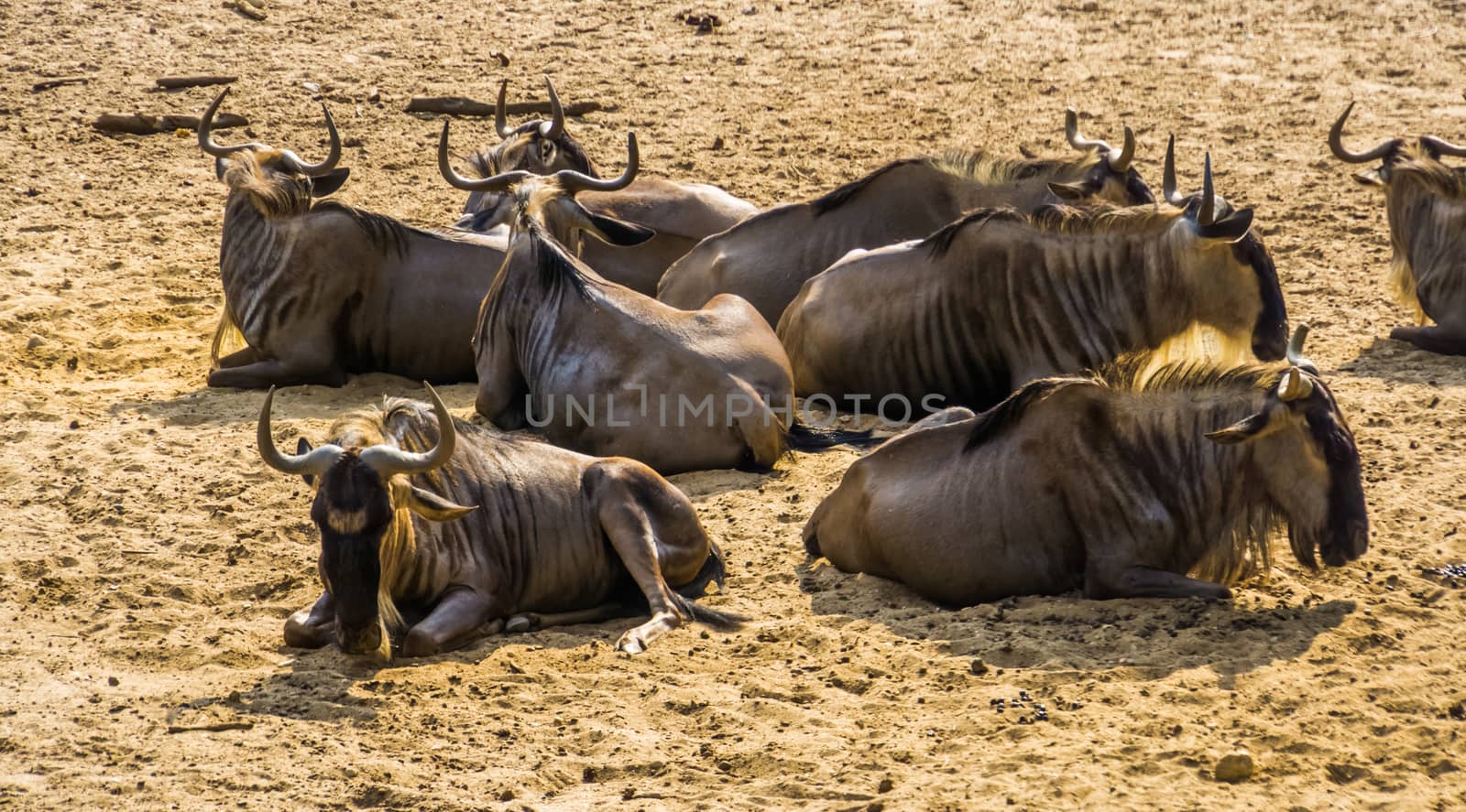 big herd of eastern white bearded wildebeest sitting together in the sand, tropical antelope specie from Africa