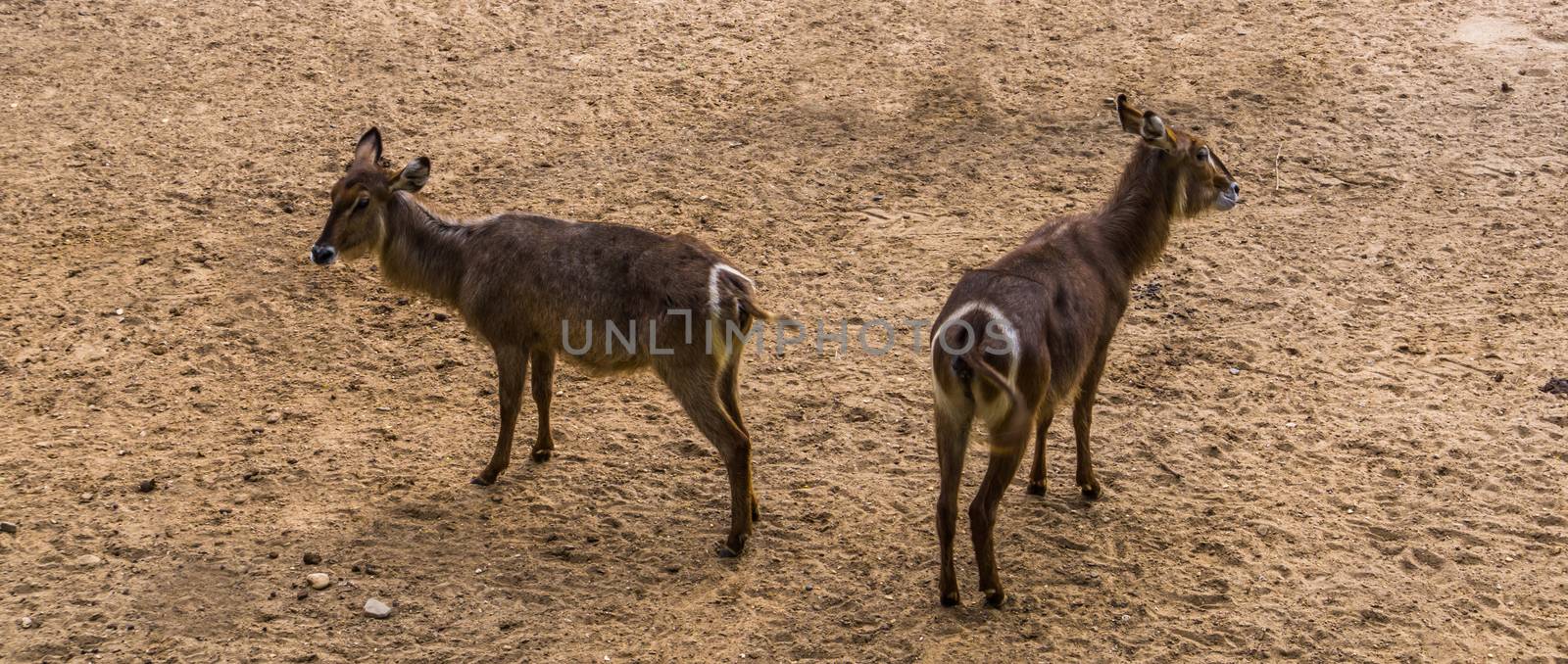 ellipsen waterbuck couple together, tropical antelope specie from Africa by charlottebleijenberg