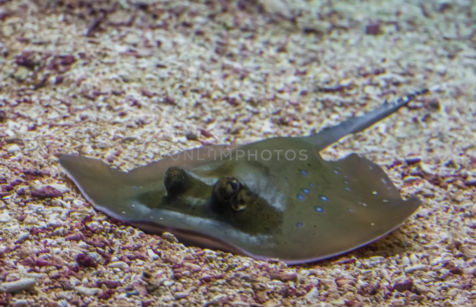 closeup of a blue spotted stingray laying on the bottom, tropical fish specie from Asia by charlottebleijenberg
