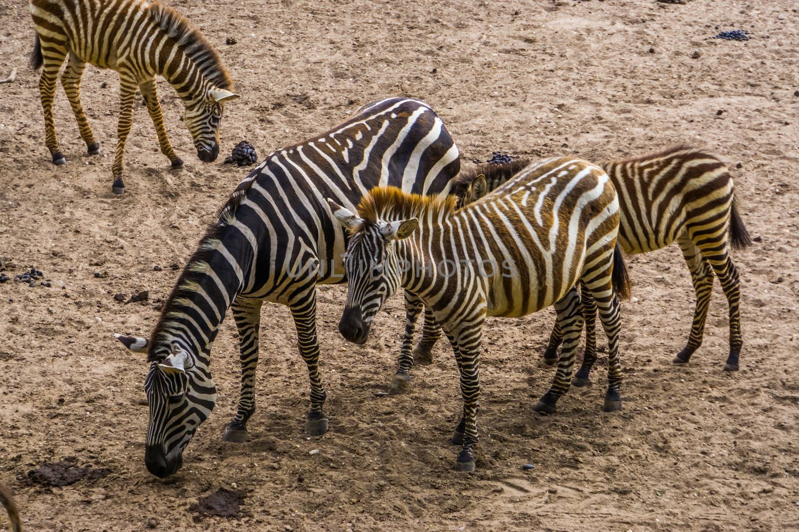 male and female grant's zebra couple together, tropical wild horse specie from Africa