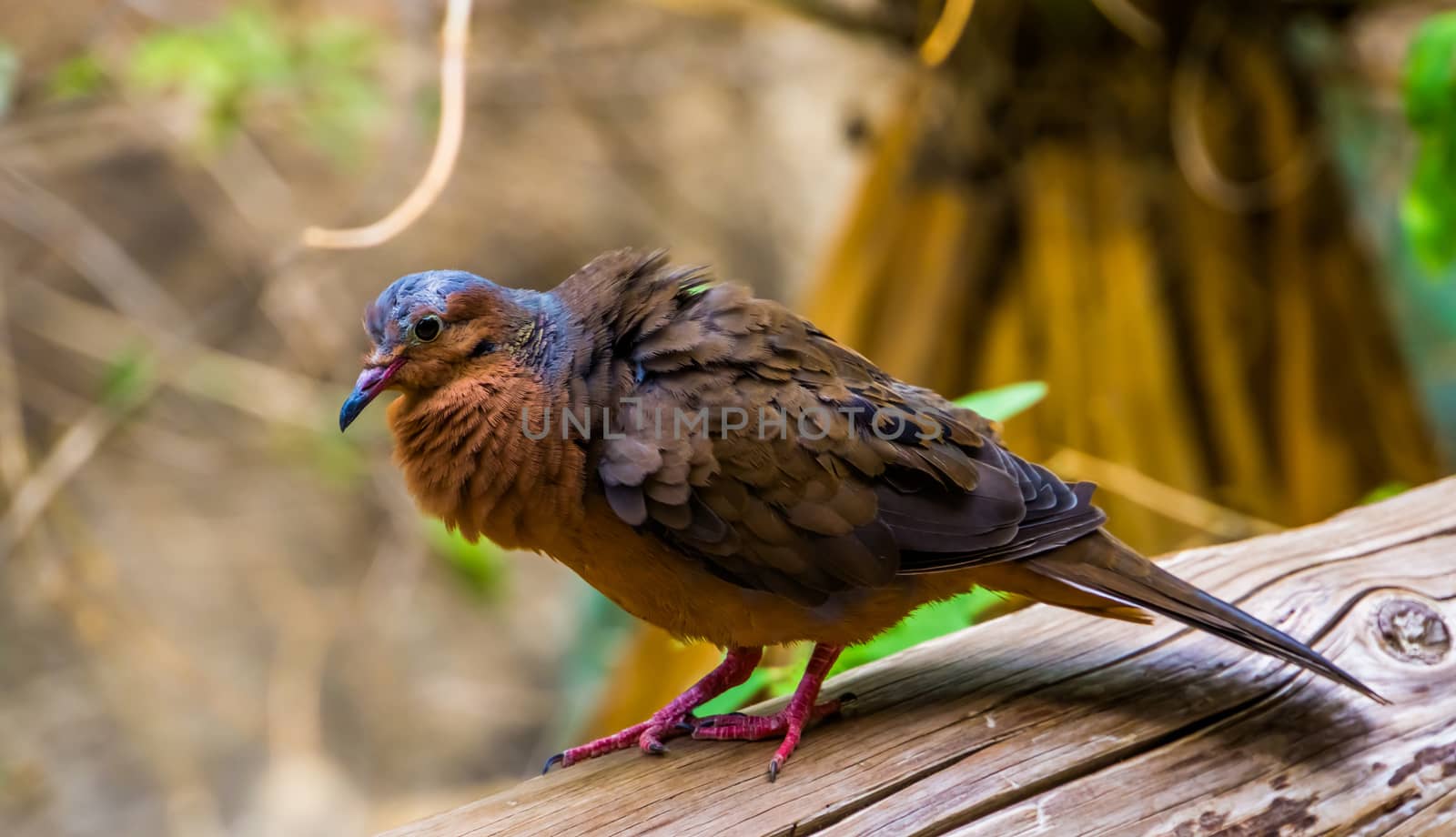 beautiful portrait of a socorro dove from the side, Pigeon that is extinct in the wild, Tropical bird specie that lived on socorro island, Mexico by charlottebleijenberg