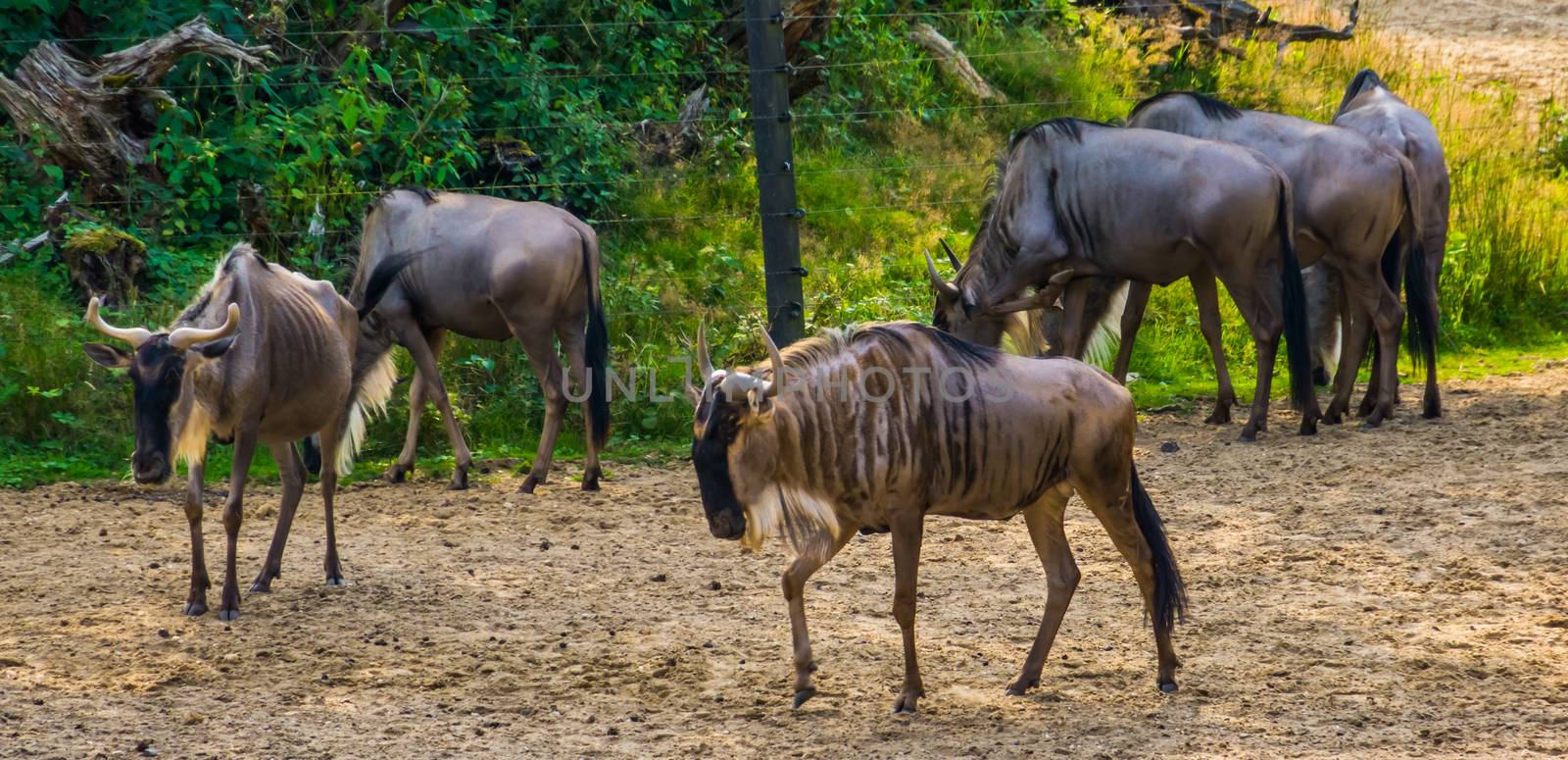 herd of eastern white bearded wildebeest, tropical antelope specie from Africa by charlottebleijenberg