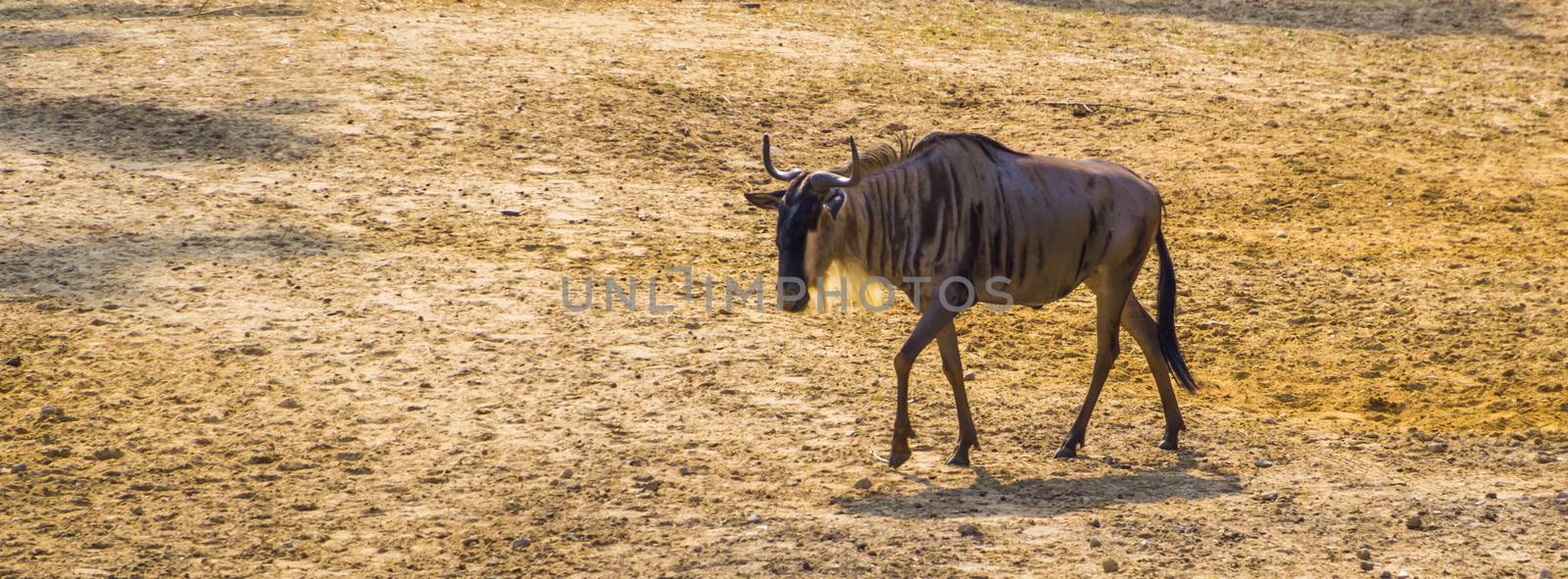 single eastern white bearded wildebeest walking through the sand, tropical antelope specie from Africa