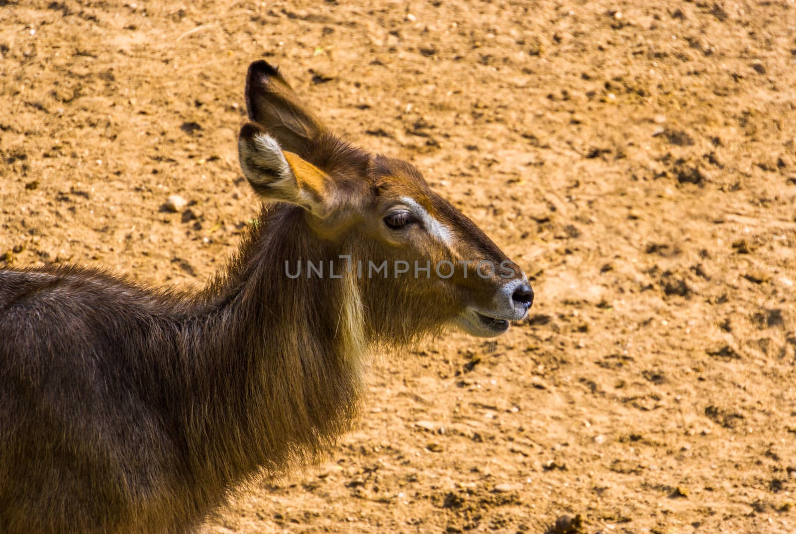 closeup of the face of a ellipsen waterbuck, tropical antelope specie from Africa