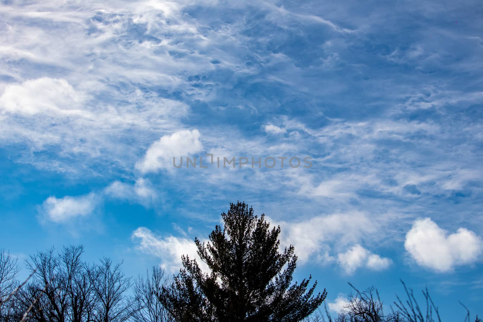 Cirrus clouds high in the atmosphere are seen swirling and forming interesting textures in the blue sky. Treetops, including a central evergreen, are silhouettes against the wisps of cloud.