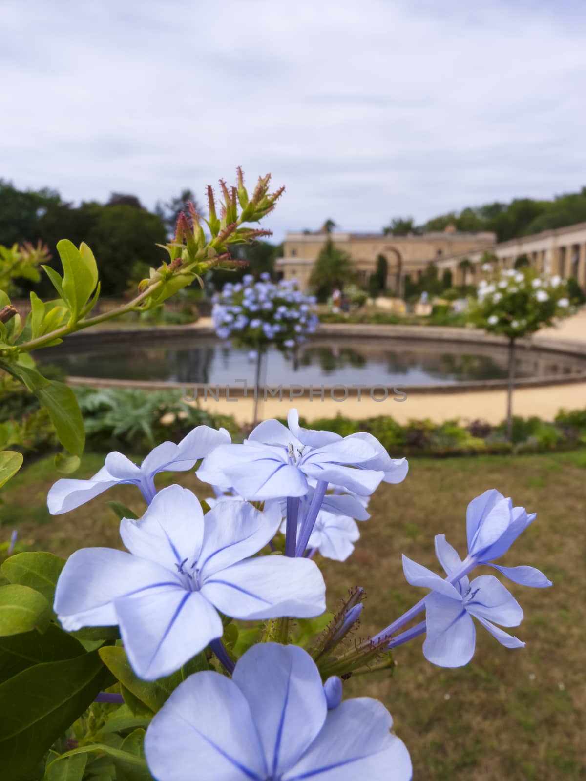 Berlin, Germany - August 17 2019: Flowers at the Orangery Palace in the Sanssouci Park