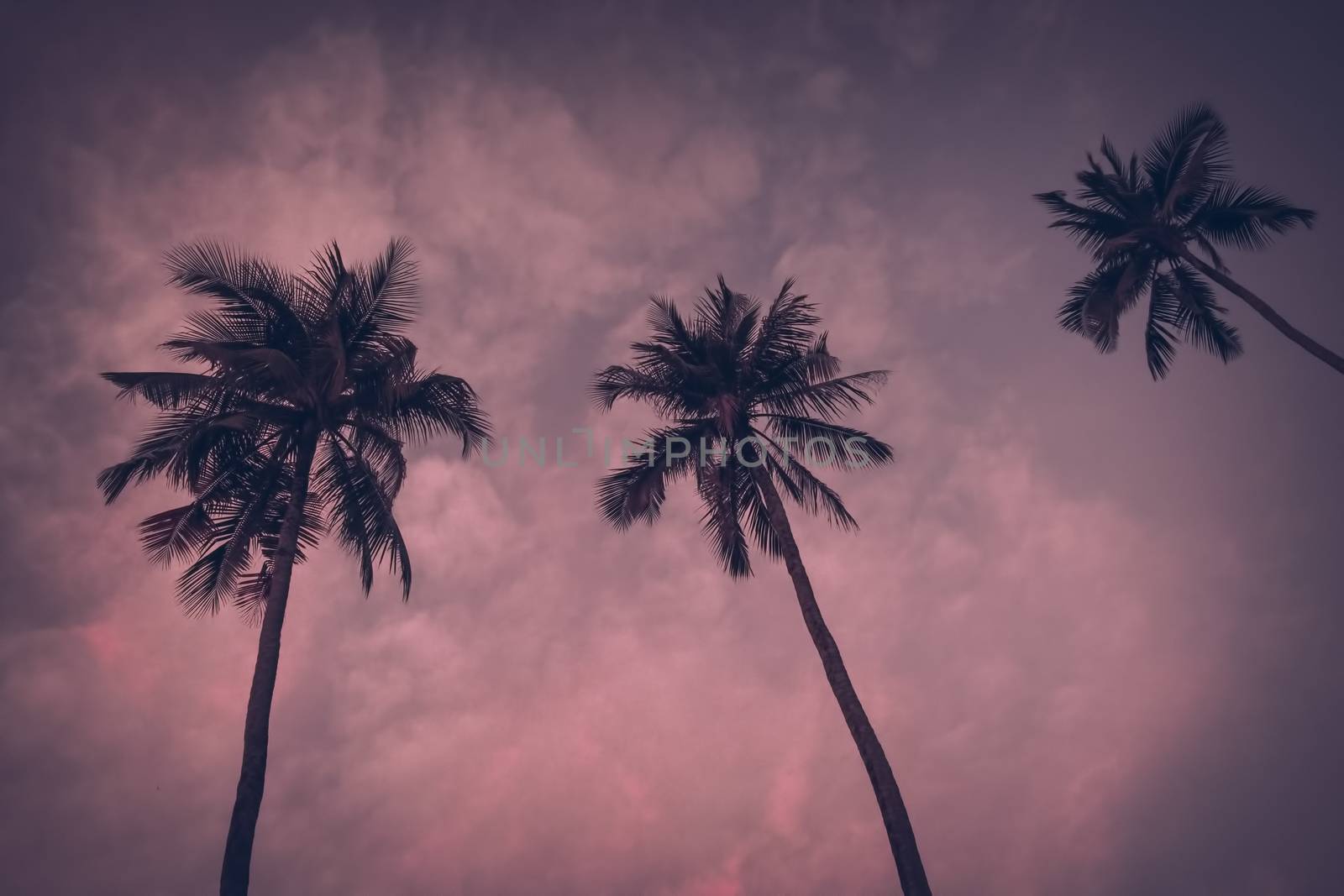 Vintage toned Silhouette of palm trees at tropical coast over sky Tropical beach background. Instagram look. vacation travel concept.