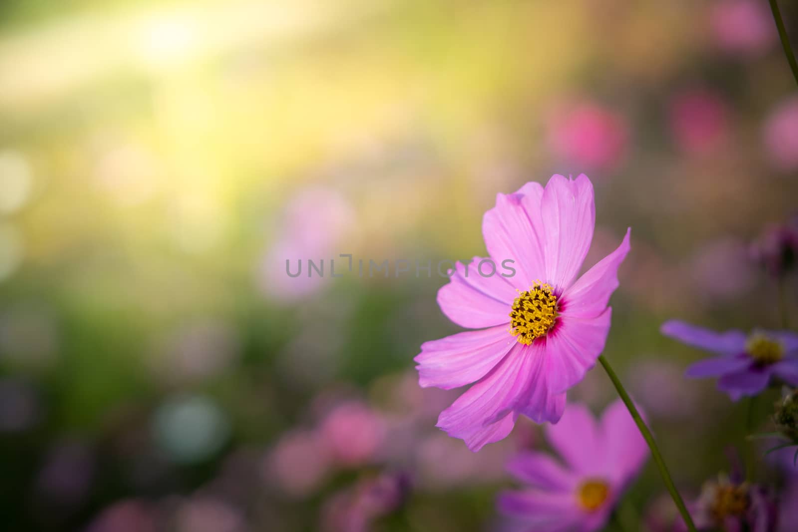  Beautiful Cosmos flowers in garden. Nature background.