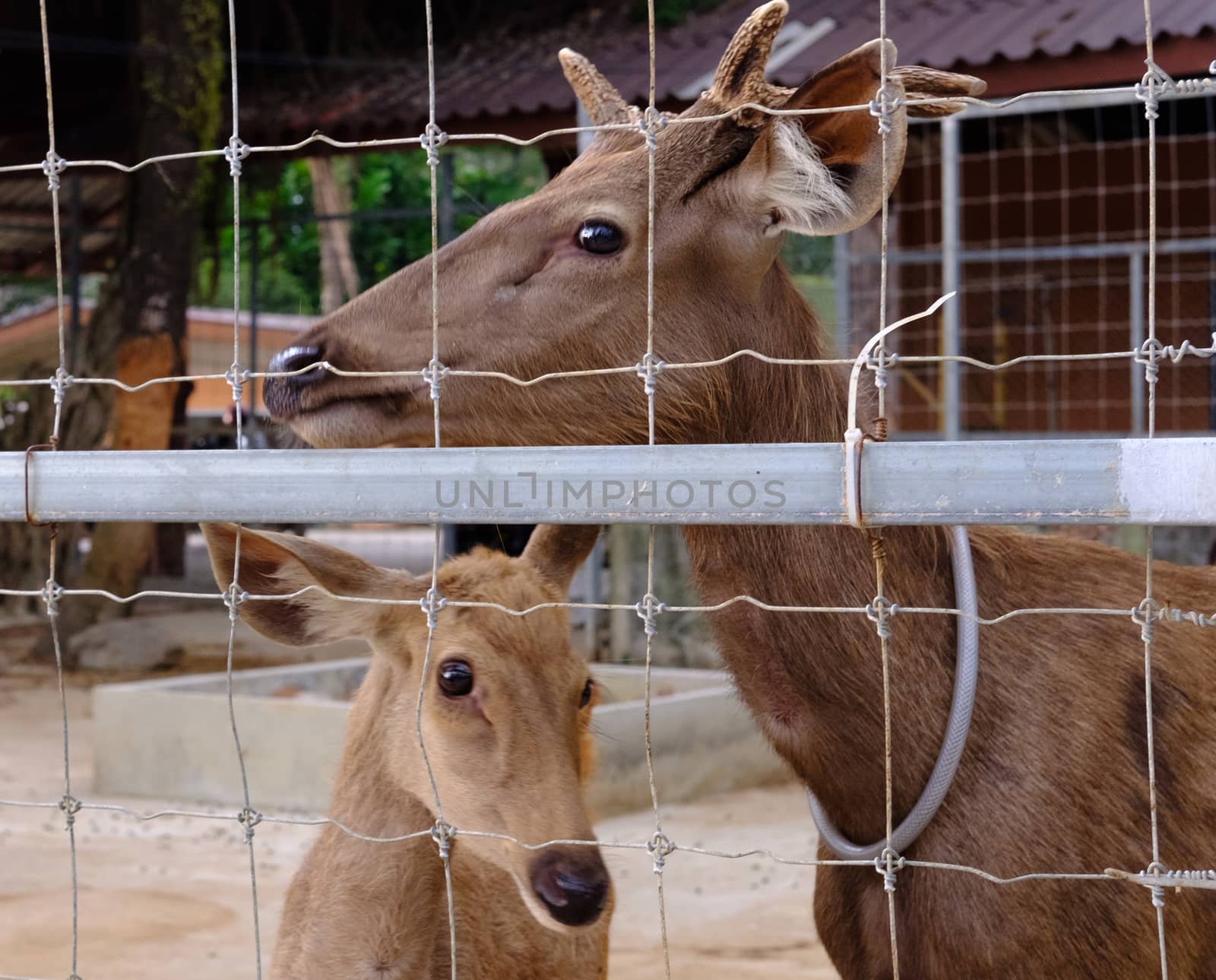 CloseUp of deer with looking sad eyes behind a wire fence. Life in captivity concept. 