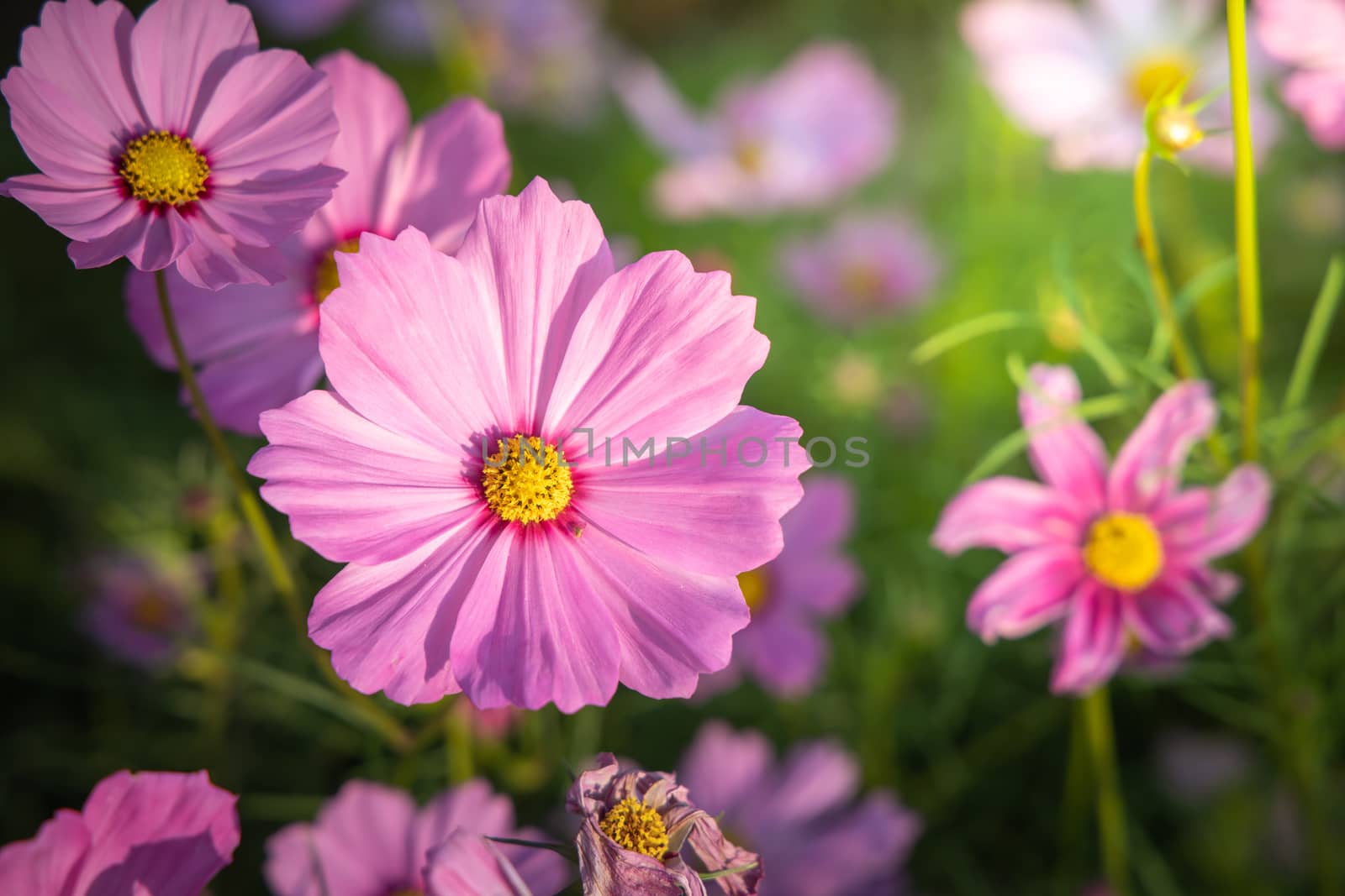  Beautiful Cosmos flowers in garden. Nature background.