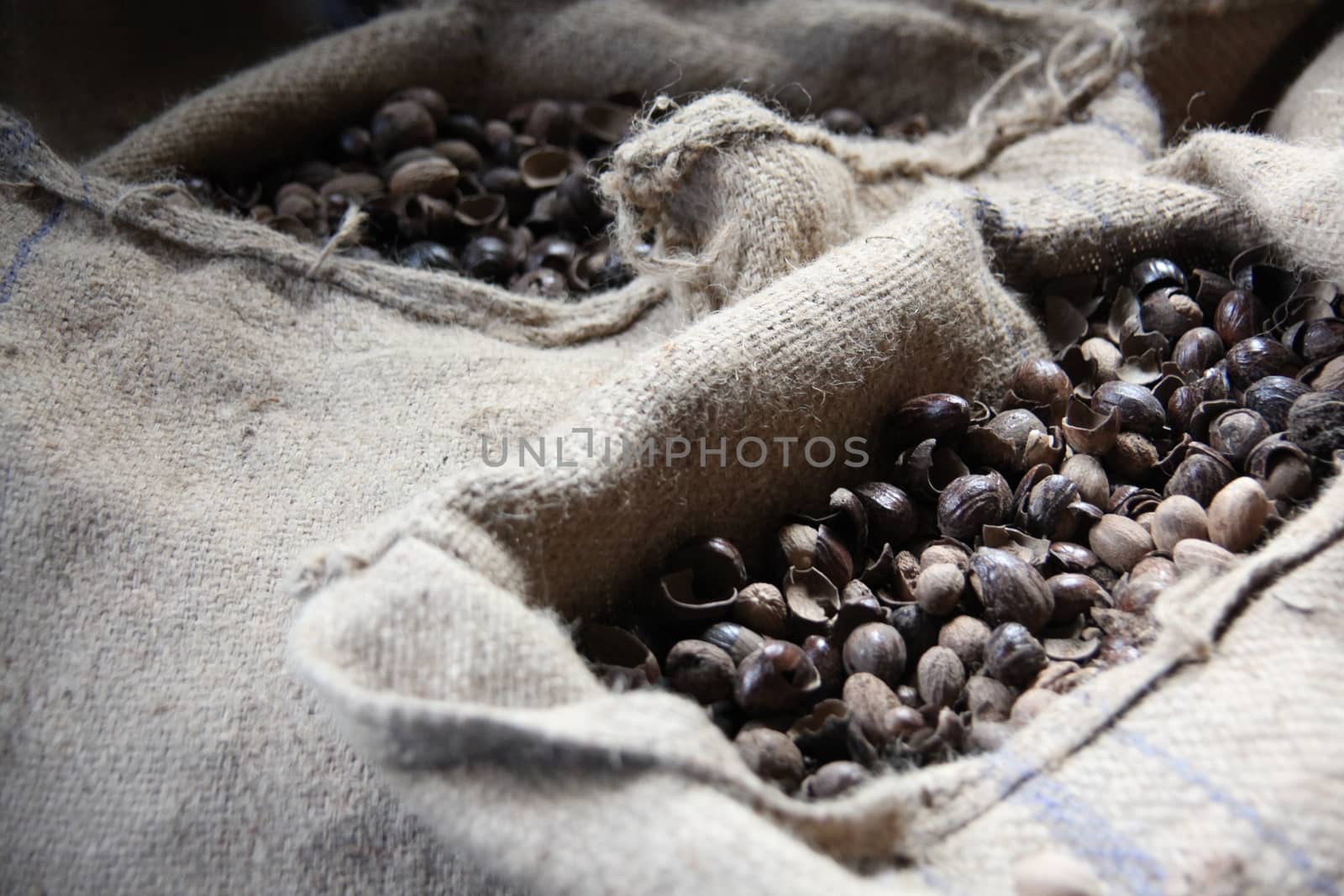 Nutmeg seeds in the caribbean.