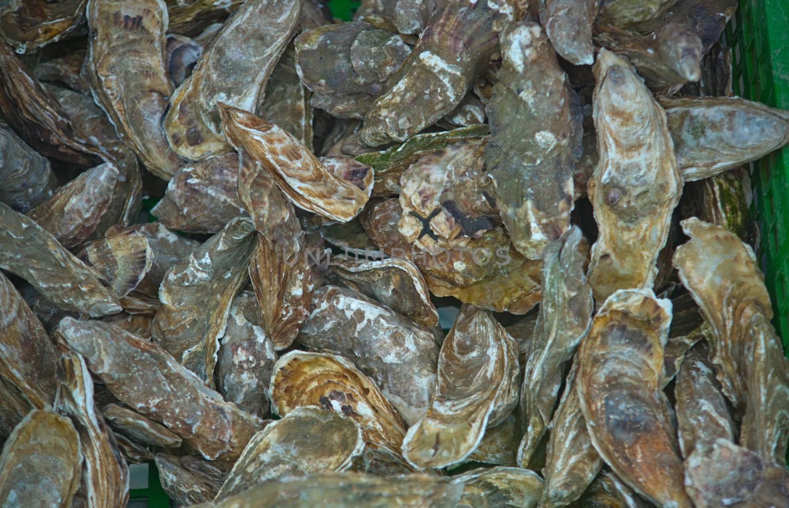 Fresh oysters in green bucket, close up by sheriffkule