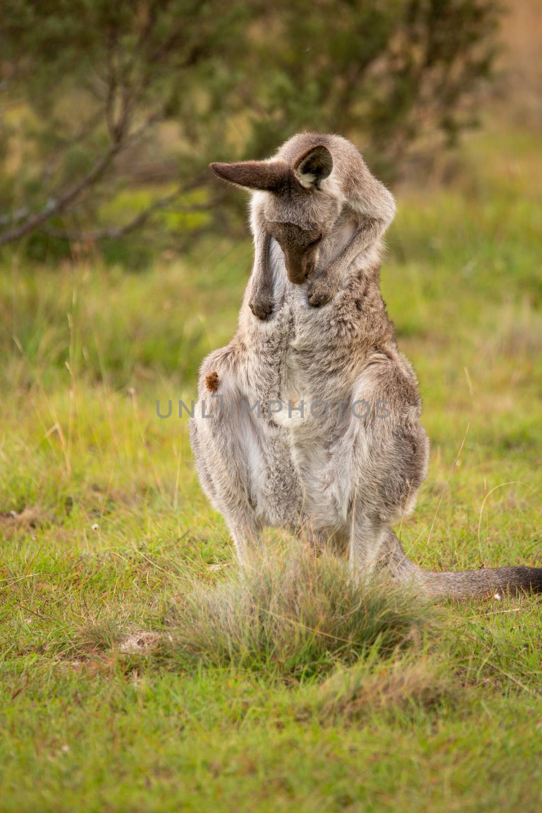Kangaroo having a tummy scratch by lovleah