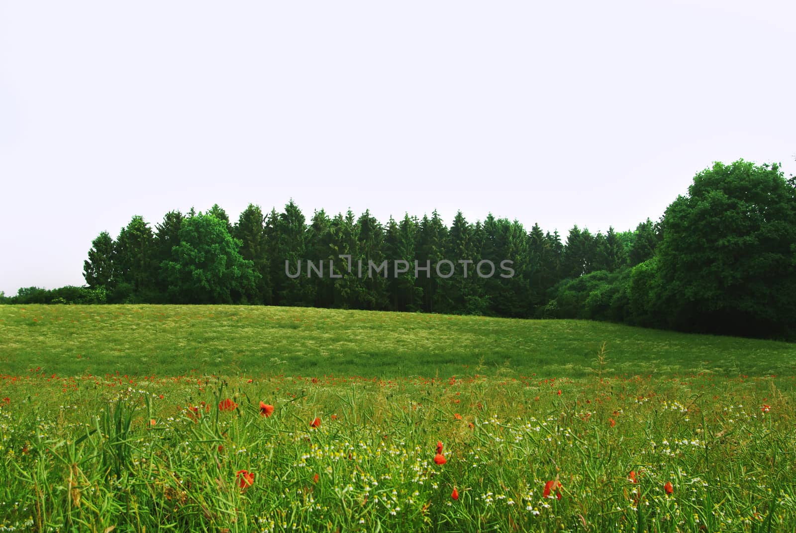 Wunderful red poppy field on green field