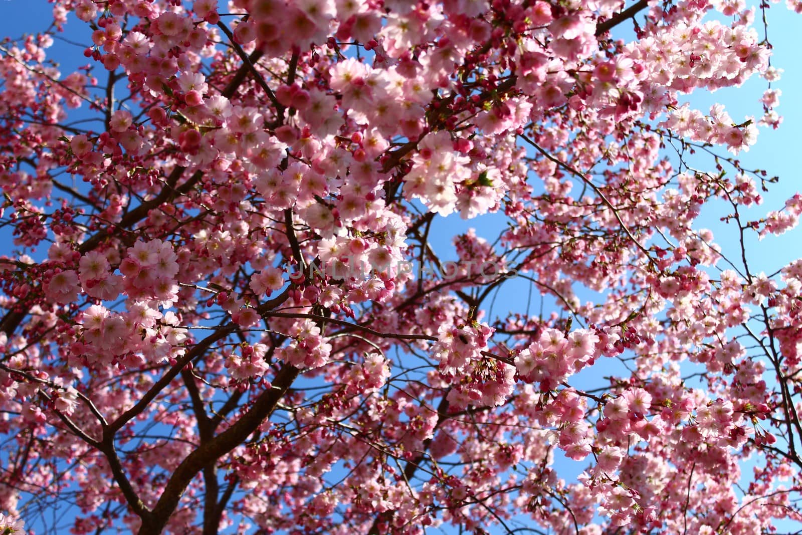 pink blossoms in the spring in front of the blue sky by martina_unbehauen