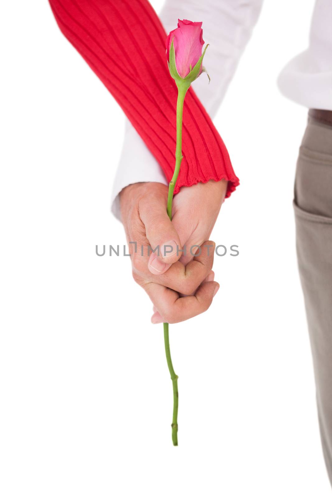 Close up of hands holding rose over white background
