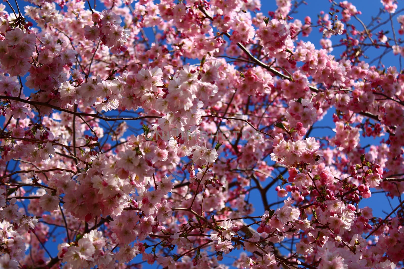 The picture shows pink blossoms in the spring in front of the blue sky