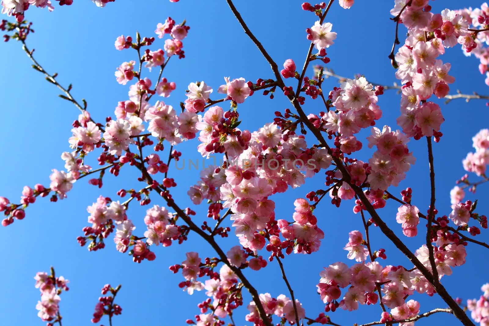 The picture shows pink blossoms in the spring in front of the blue sky