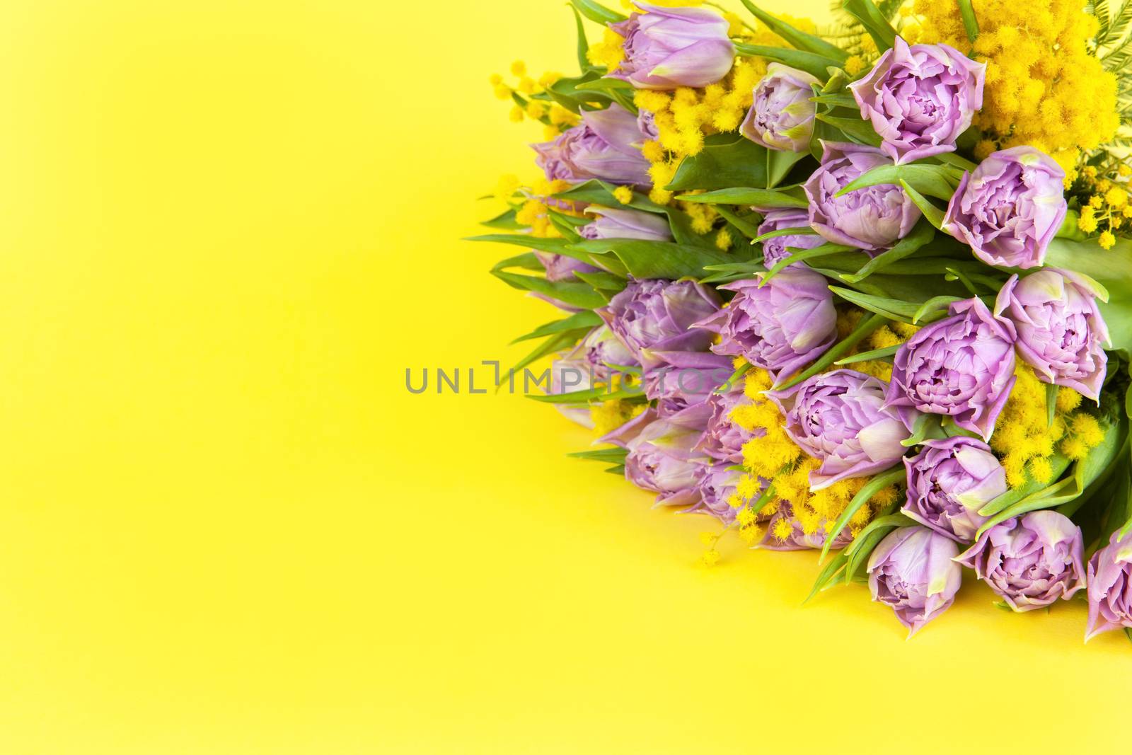 Bouquet of lilac tulips and yellow mimosas on yellow background, copy space, side view, closeup. March 8, February 14, birthday, Valentine's, Mother's, Women's day celebration, spring concept.