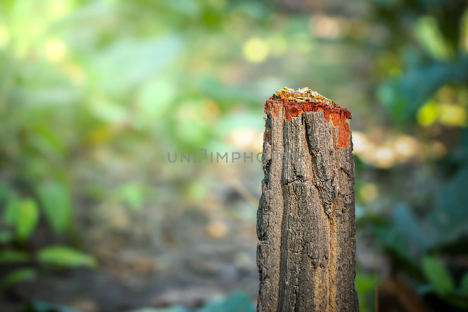 Tree stump and green natural background in forest. Concept of nature conservation and global warming. Campaign to stop deforestation.