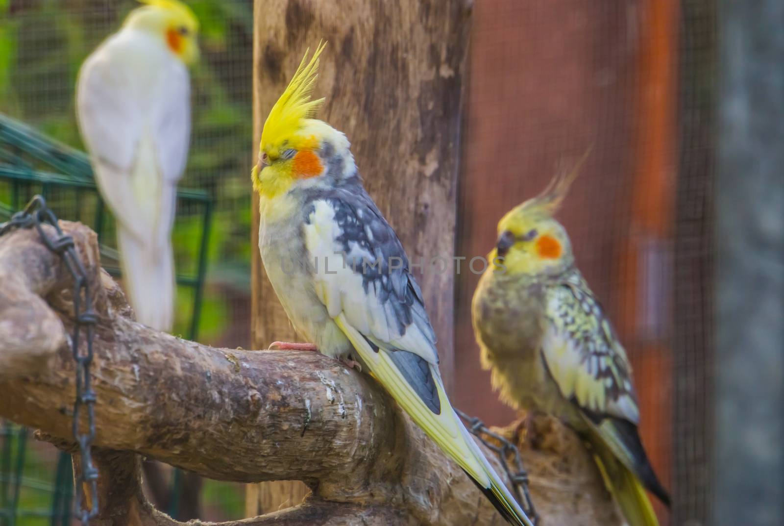 Cockatiels in diverse colors in the aviary together, popular tropical bird specie from Australia by charlottebleijenberg